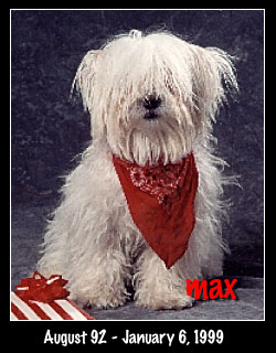 MAX - My Dog!